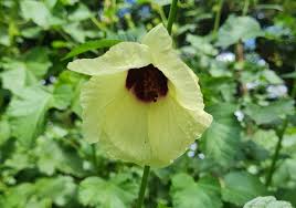 Image result for Hibiscus diversifolius
