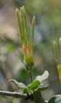 Image result for Erianthemum ngamicum