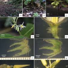 Image result for Solanum sp. B