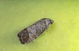 Super simple and inexpensive codling moth trap. Codling Moth Organic Control Information