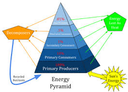 Ecological Pyramid Wikipedia