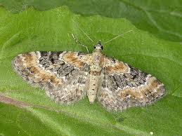 Image result for Eupithecia pulchellata