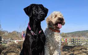 Minimum of 4 dogs earning titles. Labbe Labrador Mischling