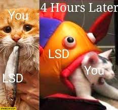 Wou Taking Lsd Cat Eating Fish 4 Hours Later Lsd Fish Is Eating Cat Starecat Com