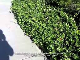 Once established, star jasmine tolerates some drought. Trachelospermum Jasminoides Star Jasmine Youtube