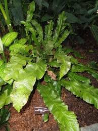 Microsorum musifolium 'crocodyllus'crocodile fern has shiny, bright green fronds in a captivating croc pattern, making this tropical fern irresistible as a houseplant. Crocodile Fern Plant To Keep The Plant Happy Water Whenever The Surface Of The Potting Mix Feels Slightly D Unusual Plants Crocodile Fern Care Crocodile Fern