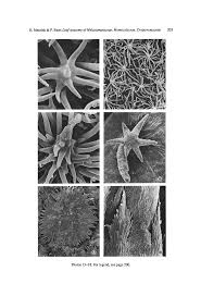 Image result for Dichaetanthera corymbosa