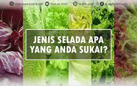 Di indonesia, selada sering banget dijadikan sayuran yang bisa dilalap bersama menu makanan yang tapi tahukah kamu, selada itu banyak sekali jenisnya? 5 Jenis Selada Ini Banyak Disukai Tanilink