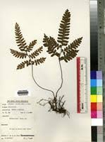 Image result for Adiantum vogelii