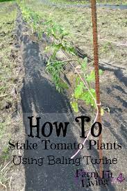 Jul 15, 2021 · to attach the tomato plant to the stake, they just use twine from hay bales. Stake Young Tomato Plants Using Baling Twine Farm Fit Living
