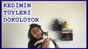 Kedi Bakimi Kedi Tuyune Cozum Youtube