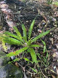 Image result for Asplenium ceii