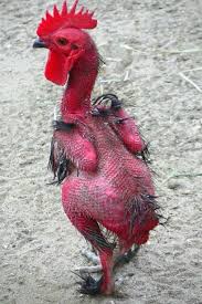 Any hint of disease often first shows up as diarrhea. Why Are My Chicken S Feathers Falling Out Pampered Chicken Mama Raising Backyard Chickens
