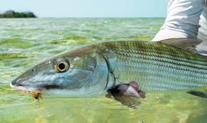 Bonefish And Tides Bonefish Tarpon Trust