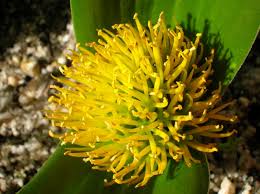 Image result for Daubenya