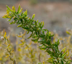 Image result for Adenocarpus