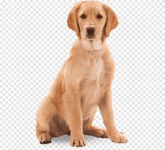 Browse through our breeder's listings and find your perfect puppy at the perfect price. Golden Retriever Labrador Retriever Nova Scotia Duck Tolling Retriever Puppy Dog Breed Puppy Sitting Mammal Carnivoran Png Pngegg