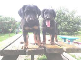 We did not find results for: Adorable German Shepherd Doberman Puppies For Sale In Stanton Michigan Classified Americanlisted Com