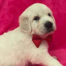 Maybe you would like to learn more about one of these? Golden Retriever Ne Shitje Rraca Nr 1 Pets Shop Online Facebook