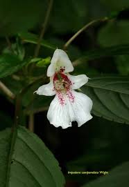 Image result for Helixanthera garciana