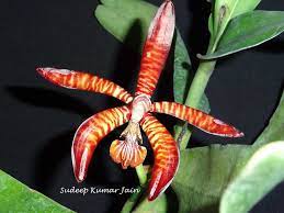 Iospe Photos Orchids Beautiful Orchids Miniature Orchids