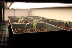 What is a grow light for seedlings. Diy Grow Lights For Seed Starting