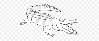 Popular crocodile black and white of good quality and at affordable prices you can buy on aliexpress. Crocodile Reptile Wild Open Eyes Animal Ks1 Black And White Rgb Big Png Free Transparent Png Images Pngaaa Com