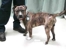 Sign up and save on whole dog journal magazine! Brindle Male Pit Bull Terrier Mix This Stocky Male Could P Flickr