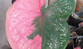 Daftar Harga Keladi Hias Terupdate Beserta Tempat Jualnya Aplikasi Pertanian Media Agribisnis Gdm Agri