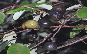 Image result for Bridelia ripicola