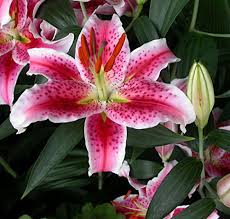 'starlette' is an asiatic variety with deep red flowers. Stargazer Oriental Lilies 12 Bulbs Freshly Dug Bulbs Buy Online In Andorra At Andorra Desertcart Com Productid 68569204