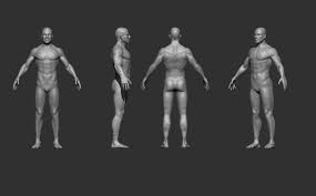 Its size can vary from person to person, but on average it's about 3.6 inches long when flaccid (not. Male Anatomy Constructive Criticism Wanted Zbrush