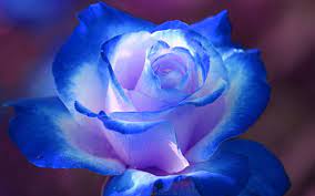 Posted by neva riyadie posted on april 12, 2019 with no comments. Blue Rose Wallpaper Nature And Landscape Wallpaper Better