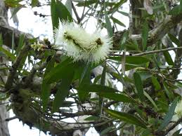 Image result for Melaleuca quinquenervia