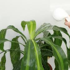 How To Care For A Corn Plant Dracaena Fragrans Hunker Corn Plant Corn Plant Care Dracaena Plant
