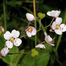 Image result for Acacia eriocarpa