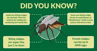 Garden midges are a real irritation. Midges Archives Killem Pest