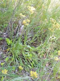 Image result for Helichrysum cephaloideum