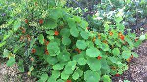 We did not find results for: Growing Broccoli Planting Growing And Harvesting Broccoli Plants The Old Farmer S Almanac