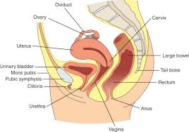 Image result for female sex organ
