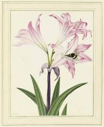 This group is an artist resource meant for photographers to share their own photos that are intended to be used for artist reference. Famous Botanical Artists Botanical Art Artists