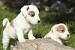Mini Jack Russell Puppies For Sale Near Me
