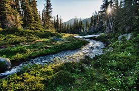 Explore olympic peninsula or visit your favorite getaway. Olympic National Park