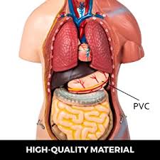 An anatomy chart refers to a visual depiction of the human body. Vevor Torso Anatomy Model 17inch Human Torso 23 Parts Unisex Human Torso Model Anatomy Models Human Body Anatomical Model Skeleton Life Size Medical Anatomy Educational Teaching Tool Amazon Com Industrial Scientific