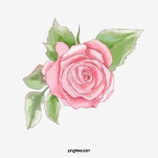 Rozowe Roze Kwiaty Rose Rozowy Png I Plik Psd Do Pobrania Za Darmo In 2020 Flower Clipart Rose Clipart Watercolor Flower Background