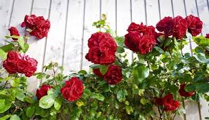 Wer seine rosen regelmässig fachgerecht zurückschneidet, sorgt nicht nur für kräftige und gesunde pflanzen, sondern kann sich auch an einer üppigen blütenpracht im sommer erfreuen. Kletterrosen Schneiden Blutentraum Durch Richtigen Schnitt