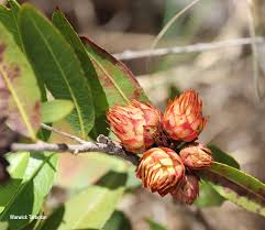 Image result for Ochna natalitia