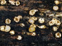 Image result for Sporobolus molleri