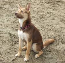 Black And Tan Australian Kelpie Lab Mix Dog Profile For Shelby A Female Australian Kelpie Australian Kelpie Animals Dogs