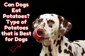 Get dinner on the table with food network's best recipes, videos, cooking tips and meal ideas from top chefs, shows and experts. Can Dog Have Potatoes Types Of Potatoes That Are Good And Bad For Your Pets